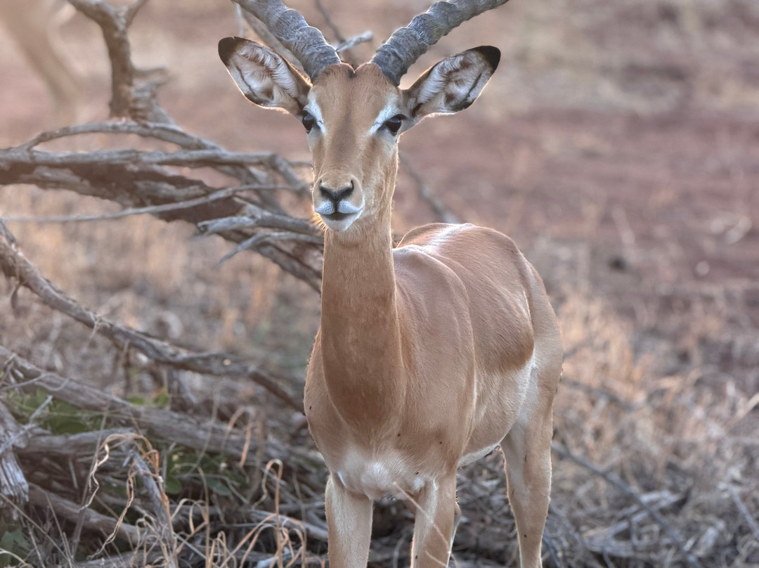 Safari In Kenya Con Samba-瓦塔木必去景点