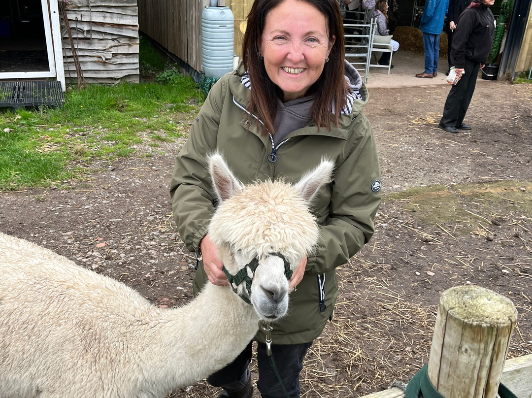 Woodlands Alpaca Farm-沃灵顿必去景点