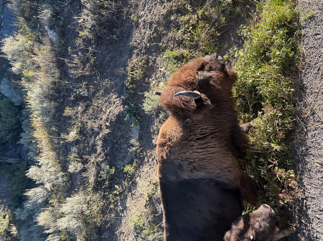 Yellowstone Wolf Tracker-加德纳必去景点