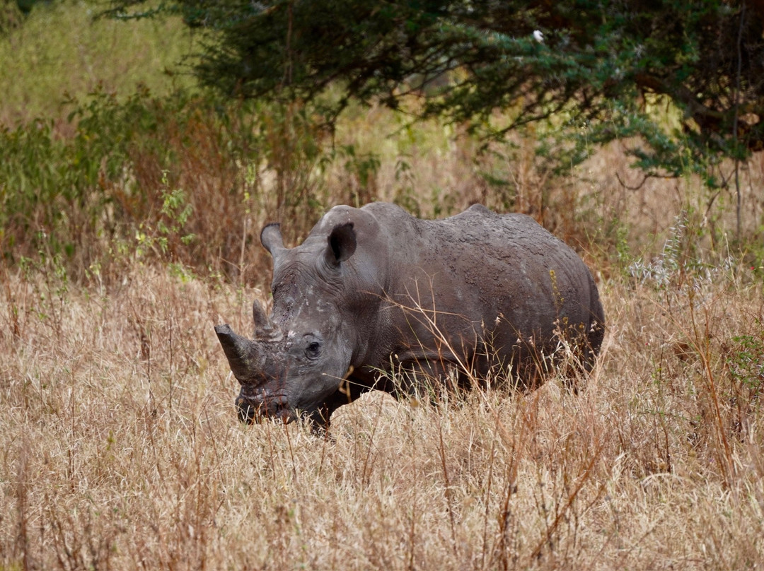 Munda Africa Adventure | Gorilla Trekking & Wildlife Safaris-恩德培必去景点