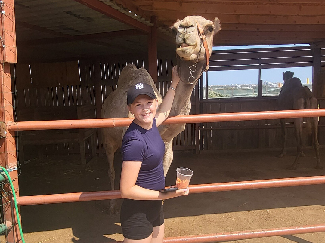Camel Park Sunny Beach-拉夫达必去景点