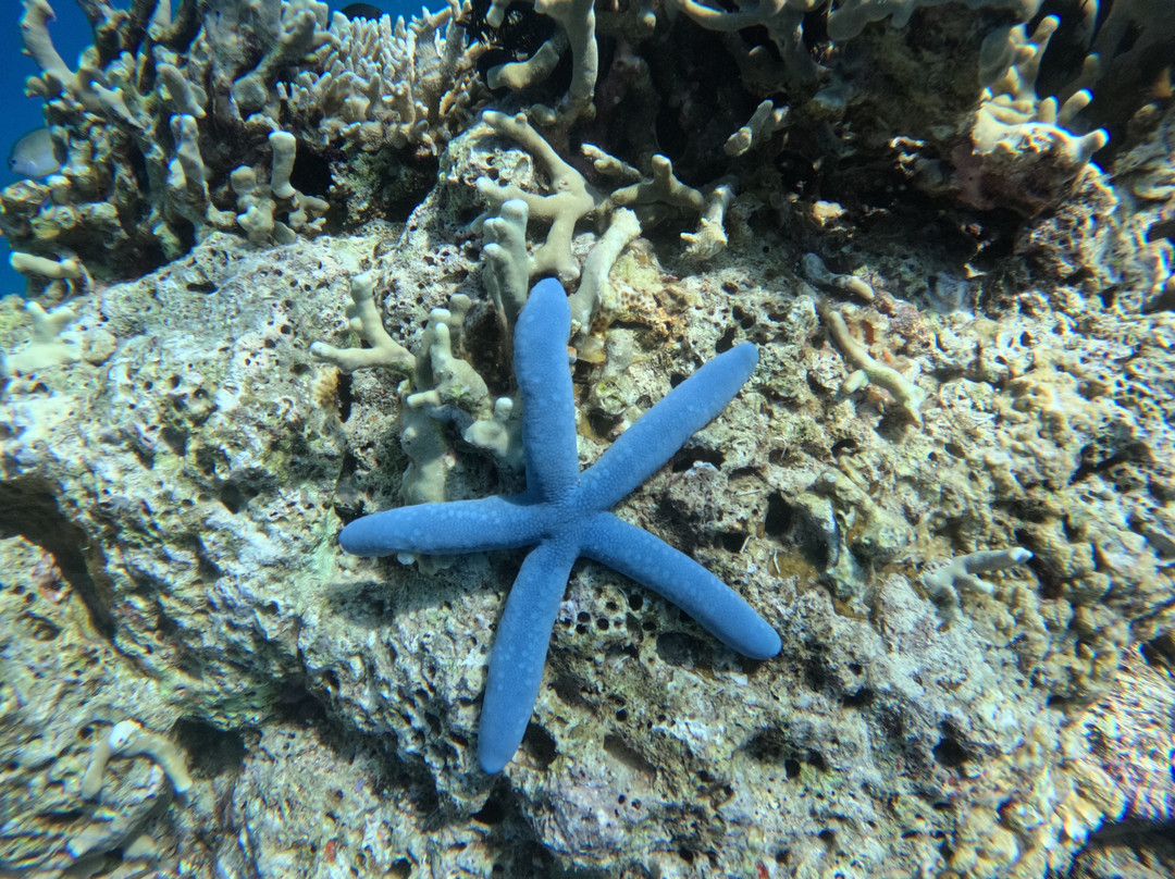 Menjangan Trip Snorkeling & Diving-Pejarakan必去景点