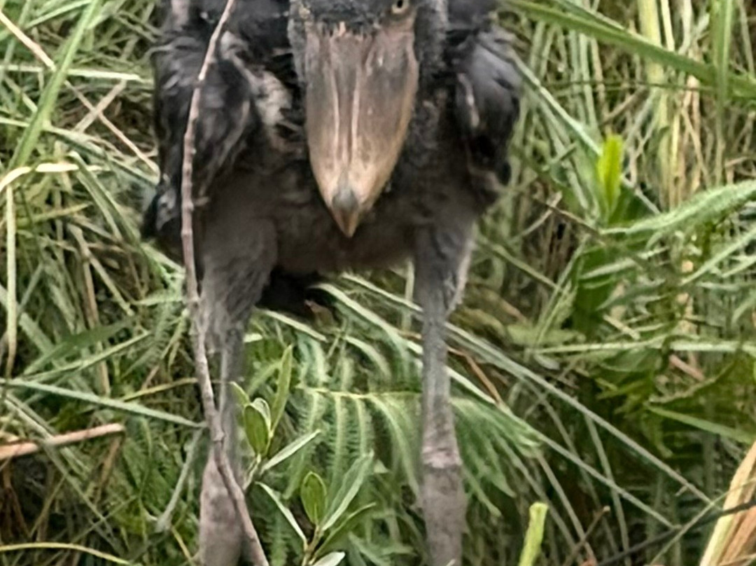 Mabamba Swamp Shoebill Bird Watching-恩德培必去景点