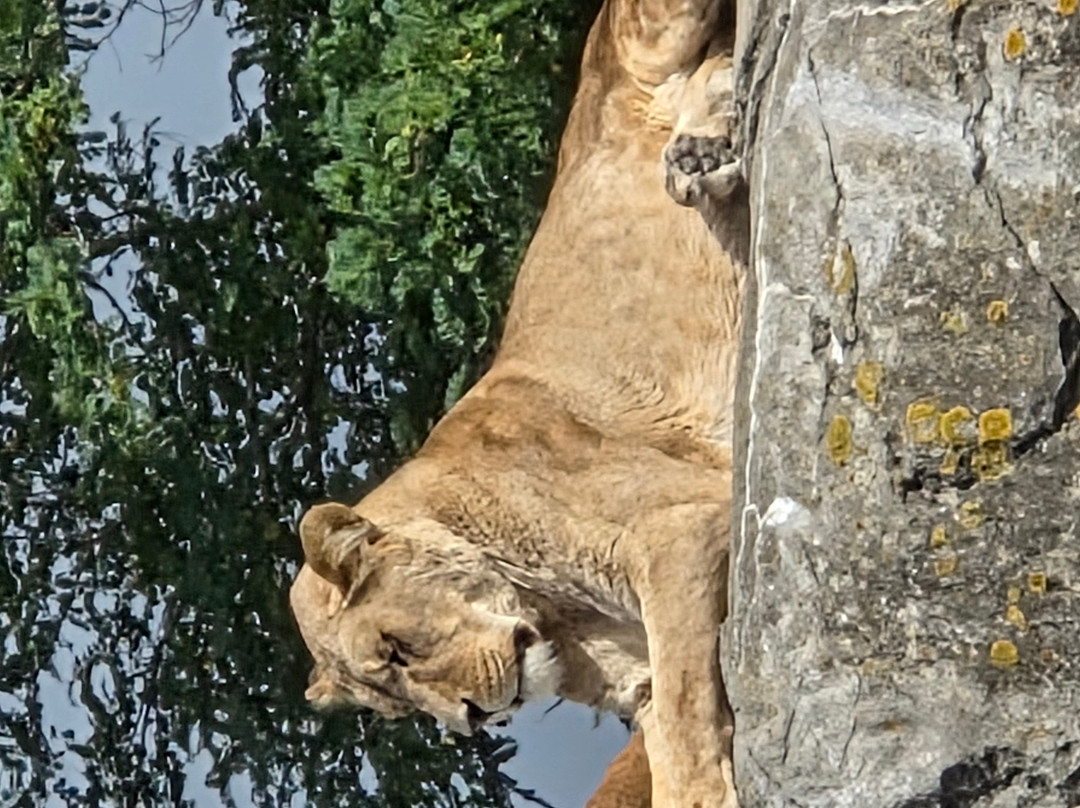 Wildlands Adventure Zoo Emmen-Emmen必去景点