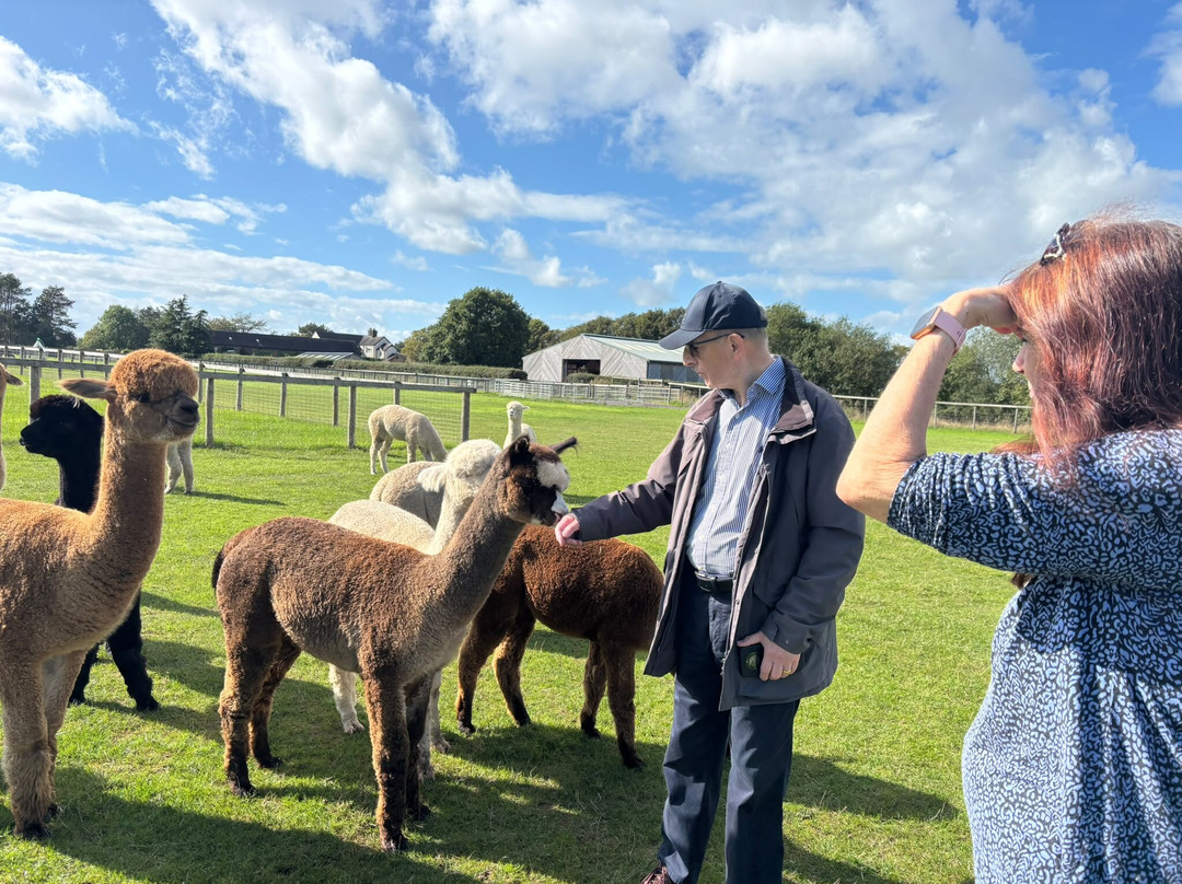 Acton Hill Alpacas-纽卡斯尔安德莱姆必去景点