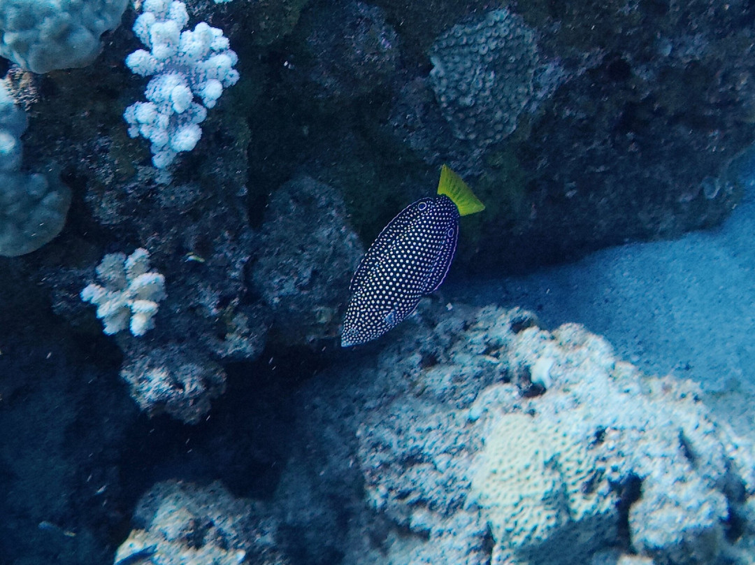 Just Diving-Bain Boeuf必去景点