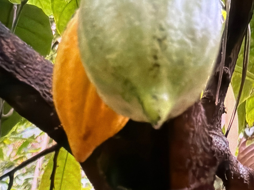 Luck Grove Spice Garden-Matale必去景点