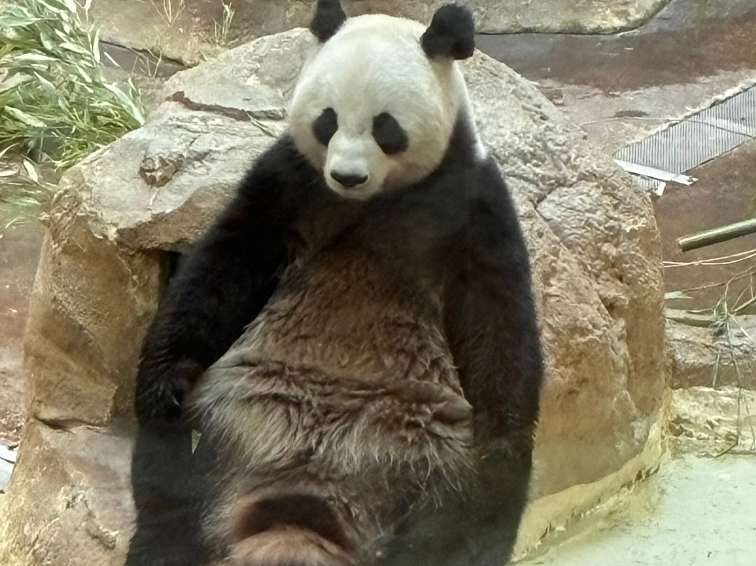 ZooParc de Beauval-圣艾尼昂必去景点