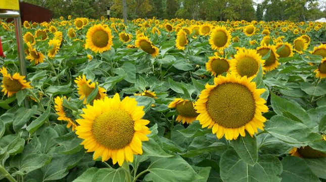 上海辰山植物园-上海市必去景点