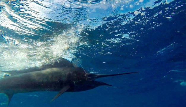 Tamarindo Charter Company-塔马林多必去景点