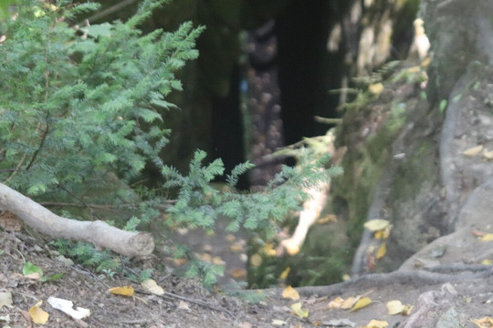 Nottawasaga Lookout Provincial Nature Reserve