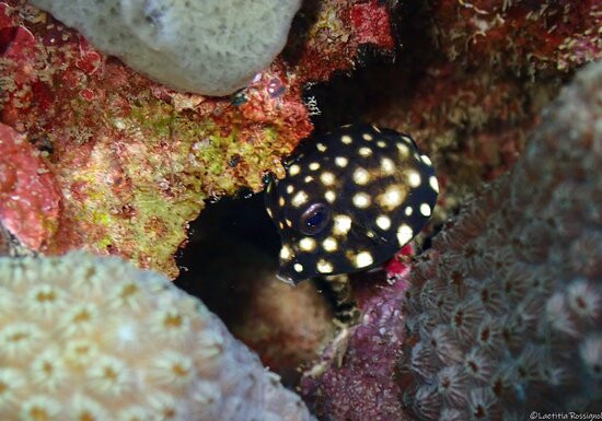 Letifish-Aventure-Pointe-Noire必去景点