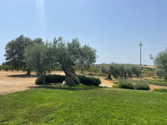 Azienda Agricola Arianna Occhipinti景点图片