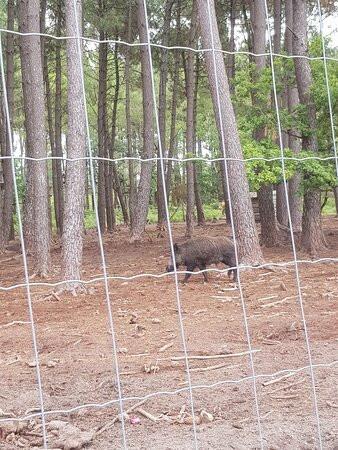 Animalia Parc-Naujac-sur-Mer必去景点