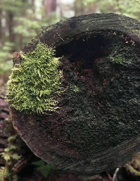 Chilkat State Park-海恩斯必去景点