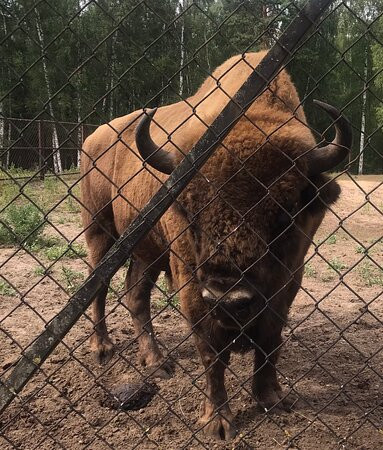 Oksky State Nature Biosphere Reserve-Brykin Bor必去景点