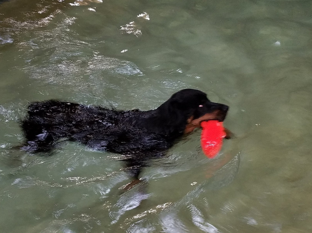 The Inn at Restful Paws主图