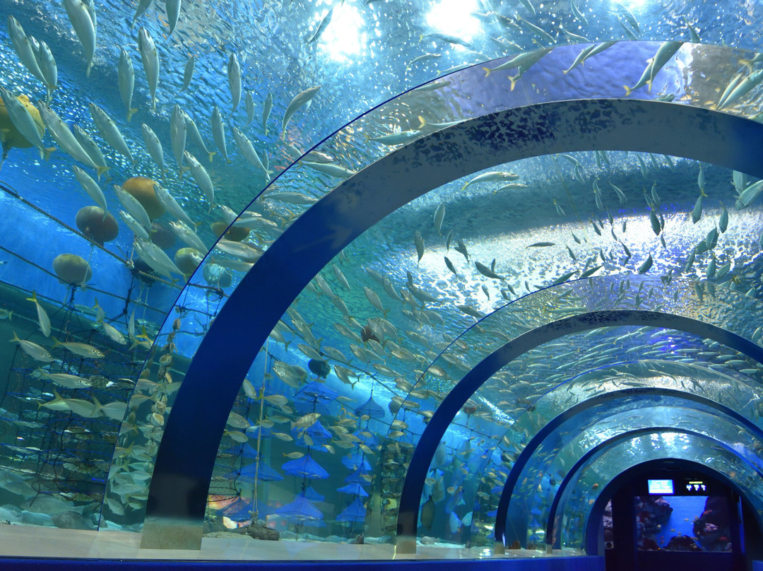 Aomori Asamushi Aquarium景点图片