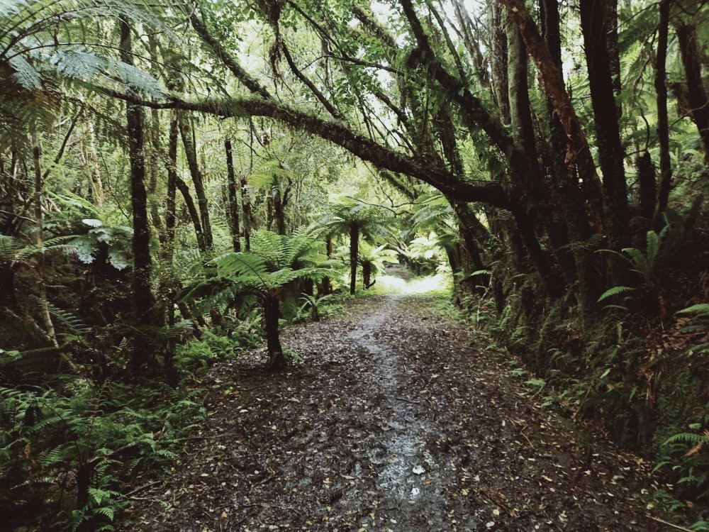 Fern Gully Trail景点图片