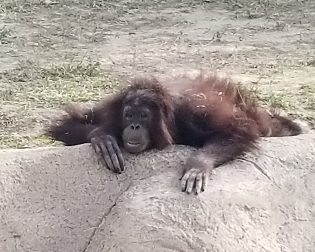 Gladys Porter Zoo-布朗斯维尔必去景点