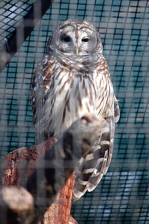 David Traylor Zoo of Emporia-恩波里亚必去景点