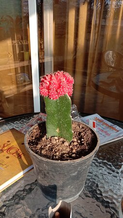 Upasana Eco Resort主图