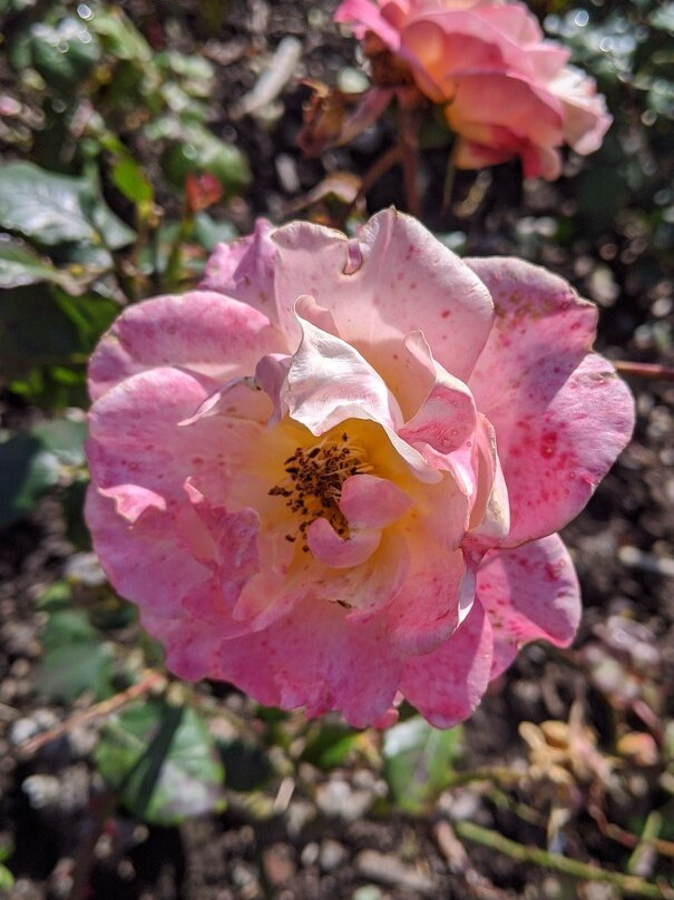 Girvan Community Garden-Girvan必去景点