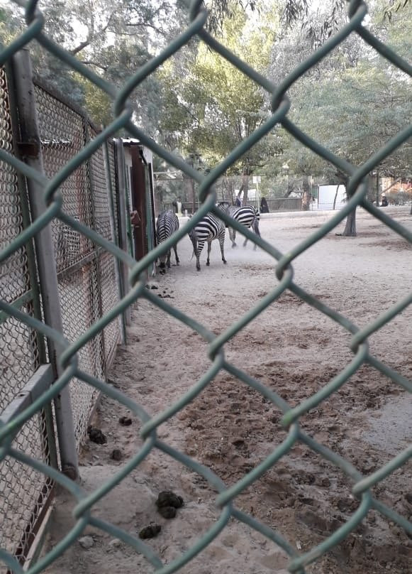 Kuwait Zoo-Kuwait City必去景点