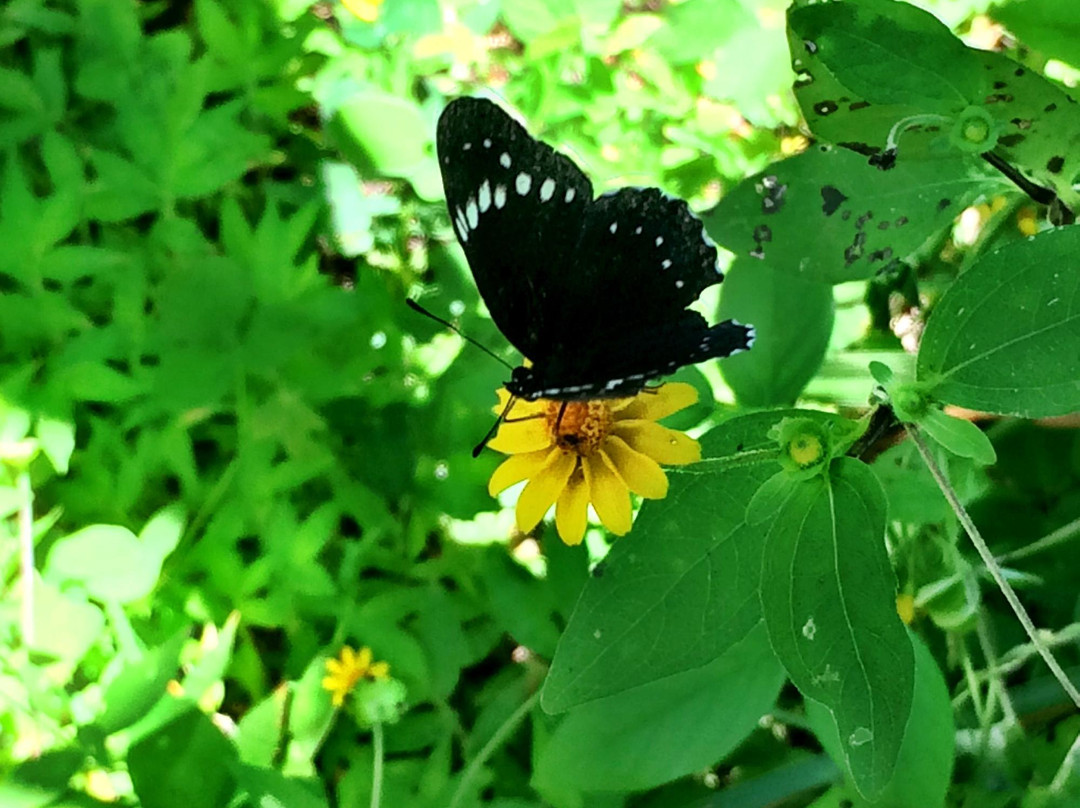 Sibu Wildlife Sanctuary景点图片