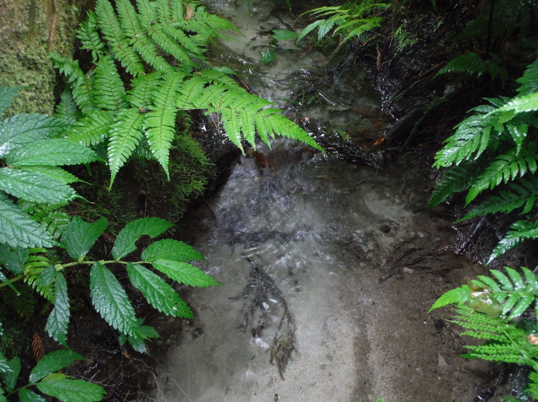 Sugisawa no Sawasugi-入善町必去景点