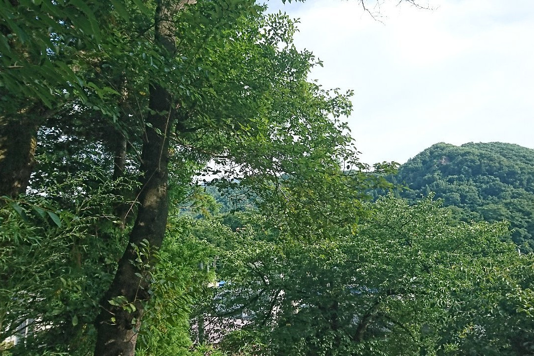 Large Ginkgo Tree in Yamadera景点图片