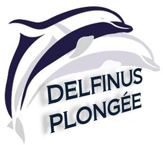 Delfinus Plongée景点图片