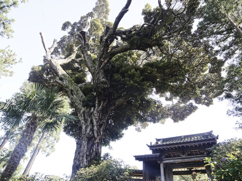 Emmeiji Temple-袖浦市必去景点