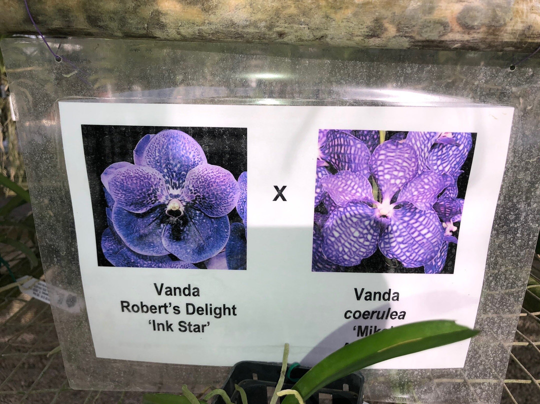 R.F. Orchids-霍姆斯特德必去景点