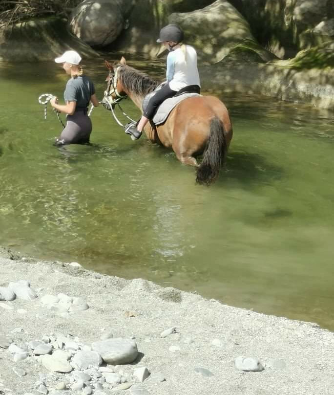 Sanctum Grove Equine景点图片