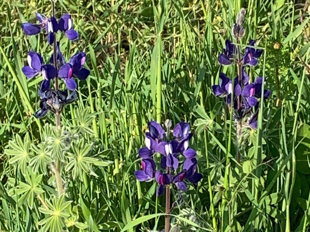 Elah Valley-Beit Shemesh必去景点