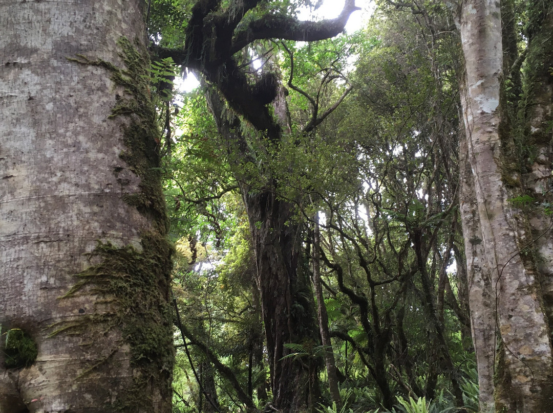 Rakiura Track景点图片