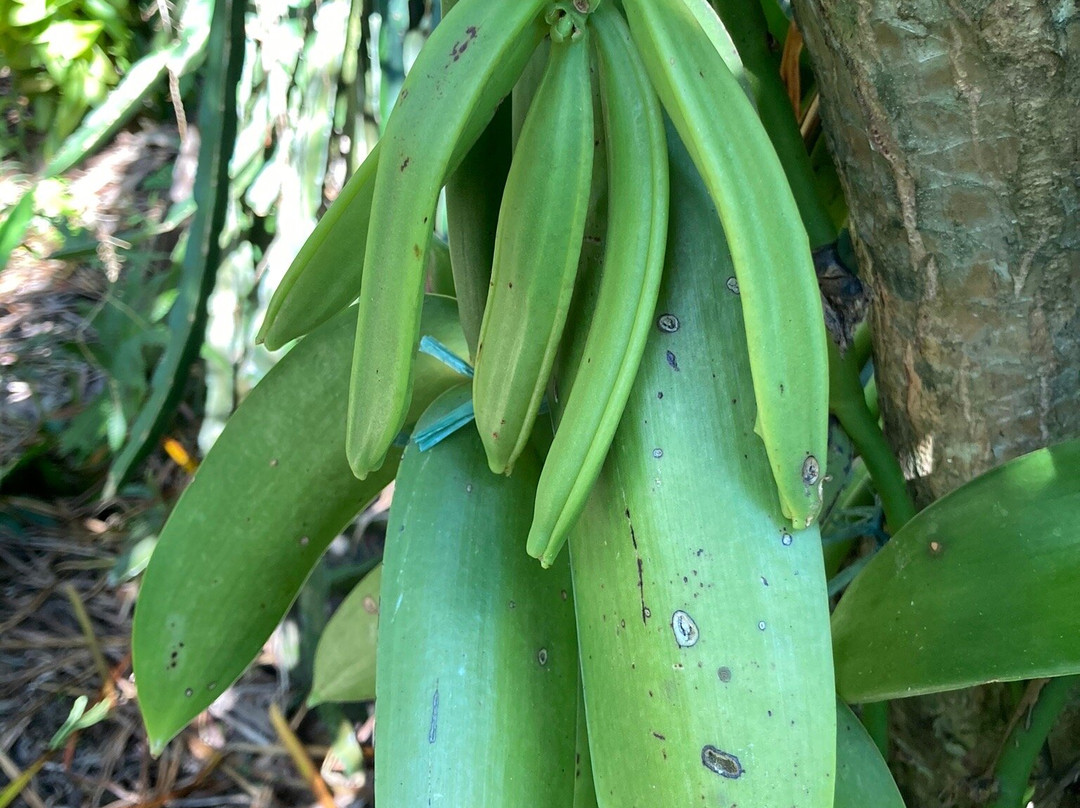 La Vanilleraie de Fety-Pointe-Noire必去景点