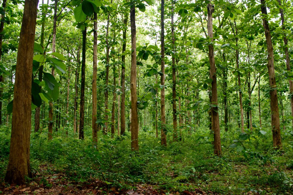 Mahananda Wildlife Sanctuary-大吉岭必去景点
