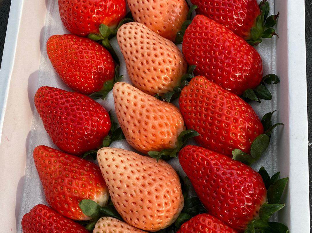 Nakajima Farm Strawberry Land景点图片