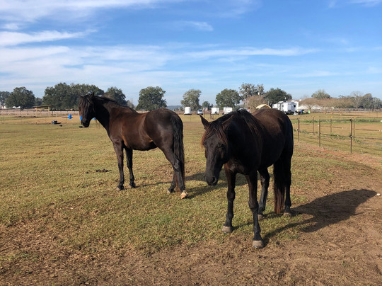 Diamond Oaks Farm-奥卡拉必去景点
