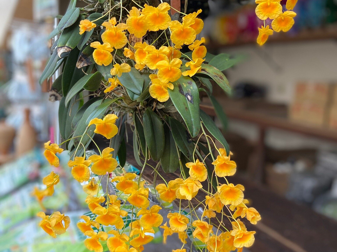 Orquidário Binot-彼得罗波利斯必去景点