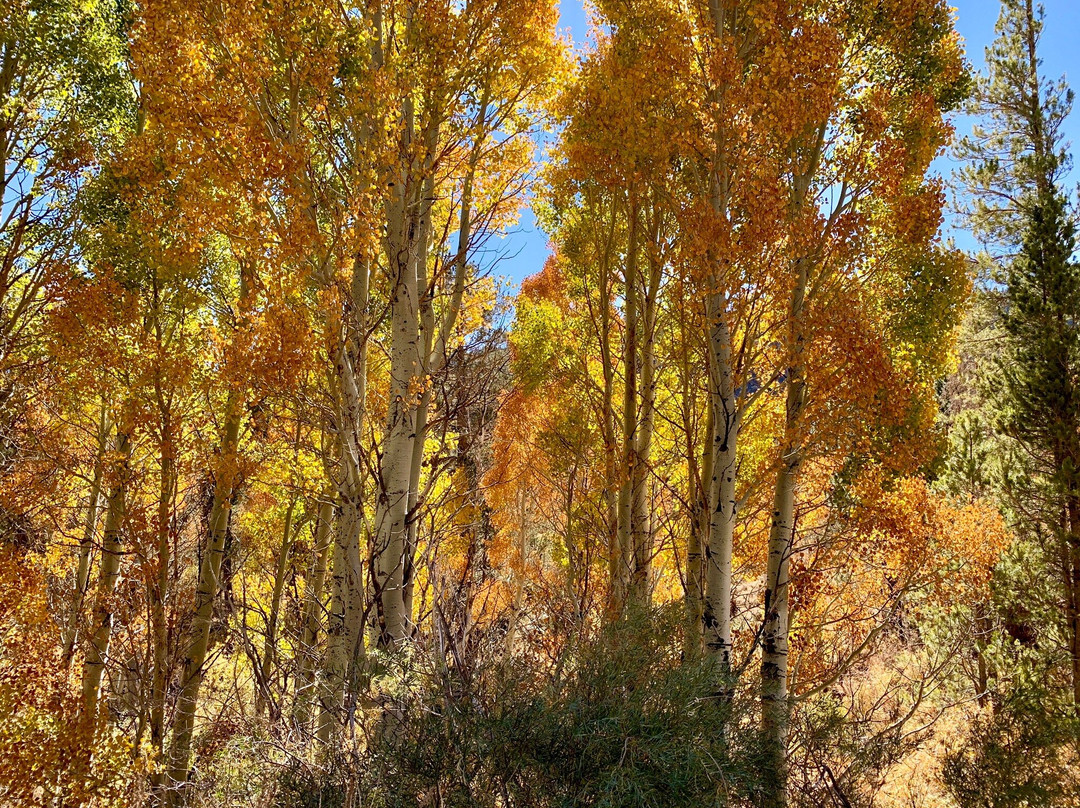Lee Vining Creek景点图片