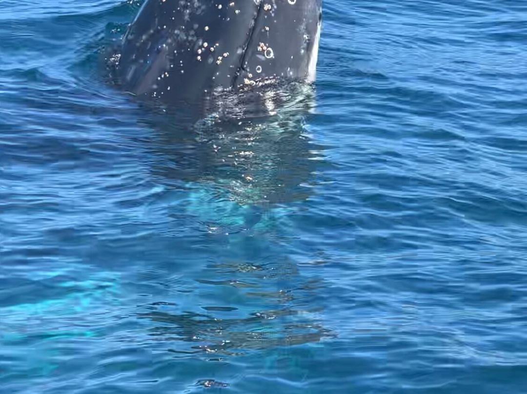 Freycinet Charters-科尔斯湾必去景点