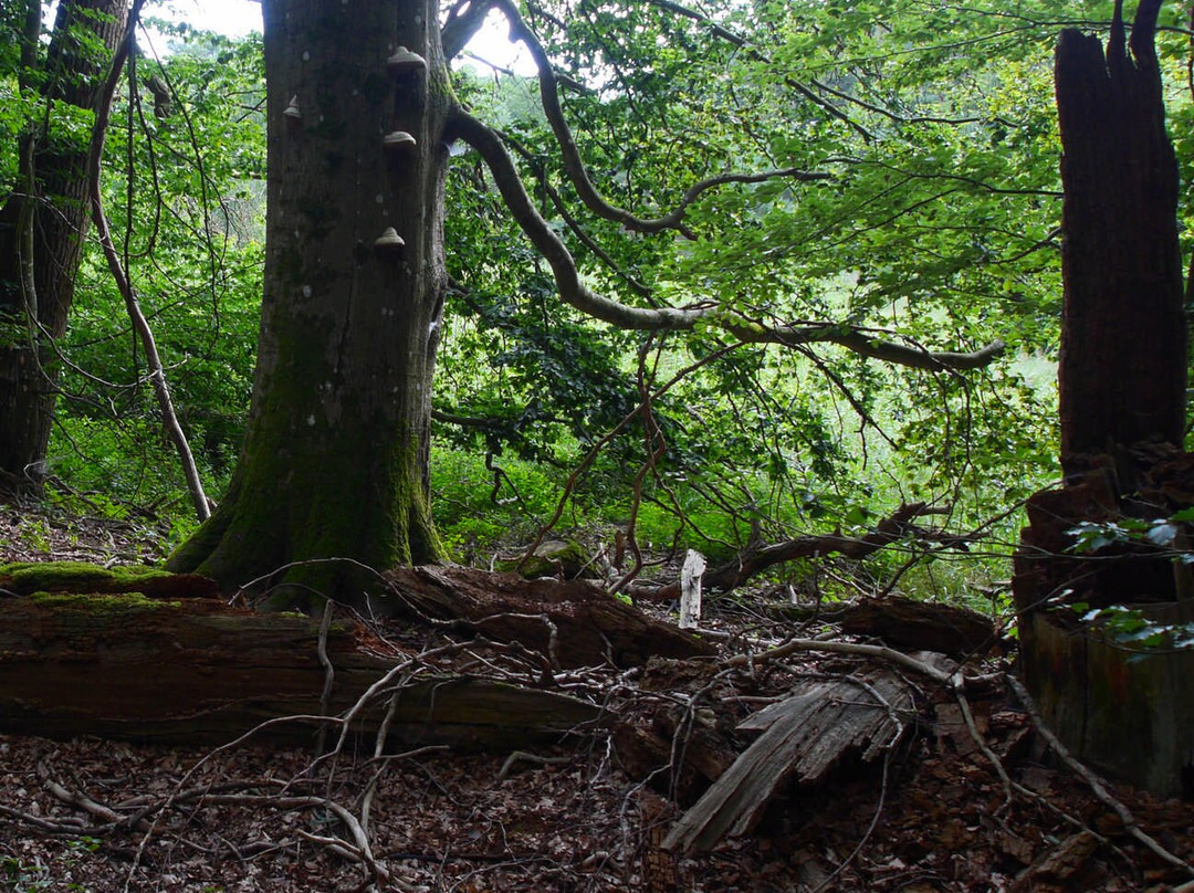 Jagdschloss Waldsee主图