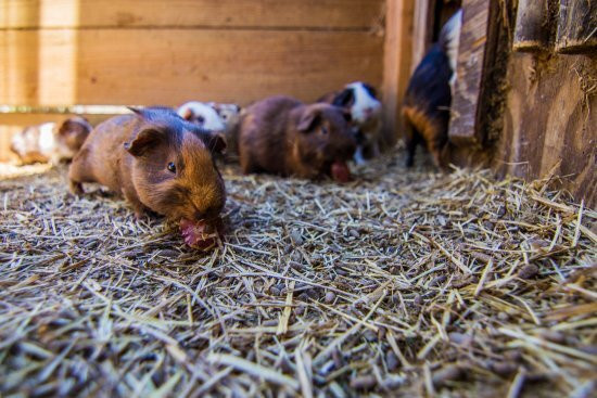 Springtime Farms Adventure Park Fort Myers-North Fort Myers必去景点