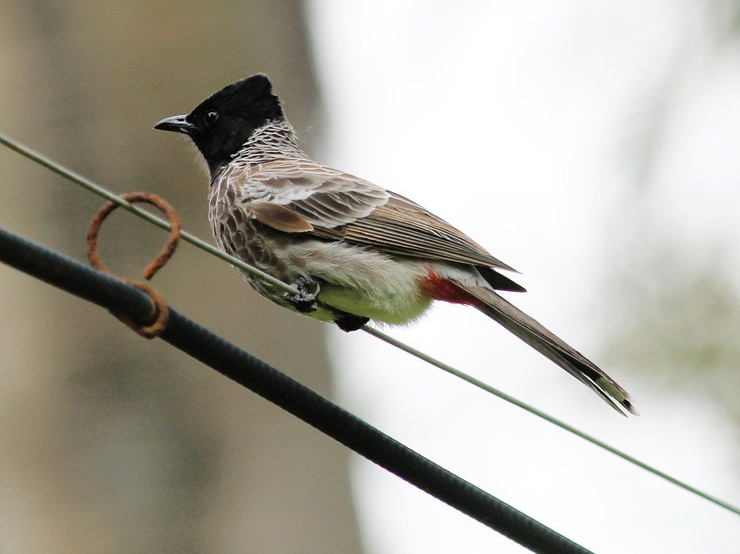 卡马拉杰普塔纳俱乐部度假村主图