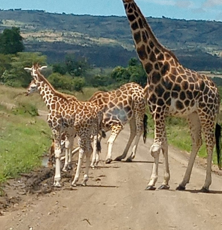 Nairobi and Beyond Safaris-内罗毕必去景点