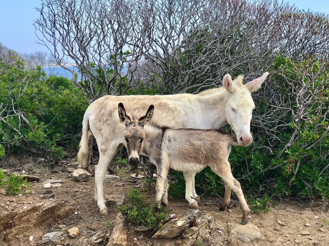 Windsurfing Center Stintino - Noleggio Biciclette Asinara-Asinara必去景点