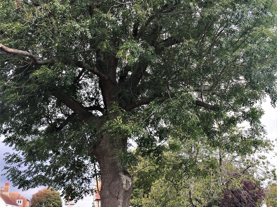 John Wesley's Last Open Air Sermon Tree景点图片